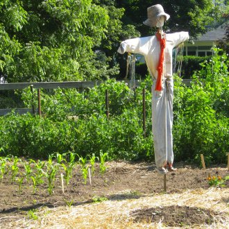Scarecrow on the frame