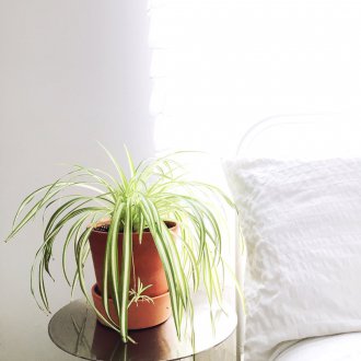 Yatak odasında Chlorophytum