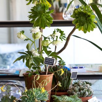 Yatak odasında Succulents