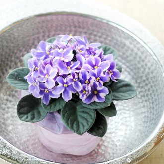 Uzambara violet içinde bu yatak odası