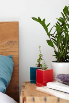 Zamioculcas içinde the yatak odası