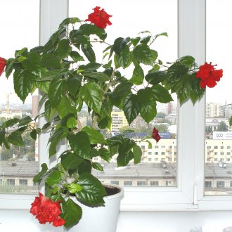 Lobelia flores