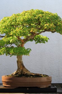 Yaprak döken bonsai
