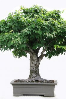 Simetrik Sertağaç Bonsai