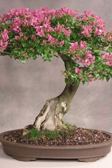 Çiçek açan bonsai