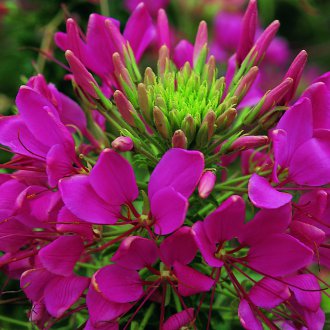 Cleome çiçek