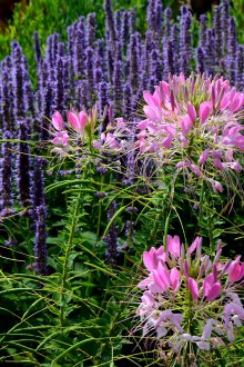 Cleome ile Flowerbed