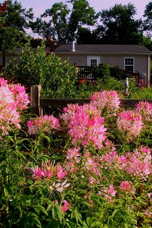 Cleome dikimi