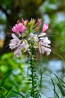 Cleome bakımı