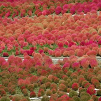 Flowering cochia