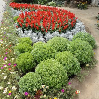 Flowerbed of kohii