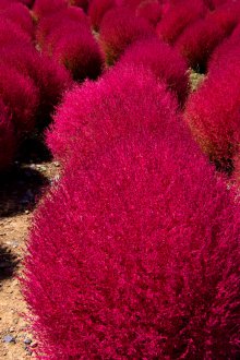 Purple kohiya