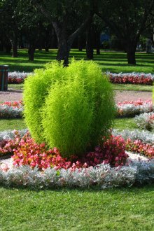 Kohiya in the garden