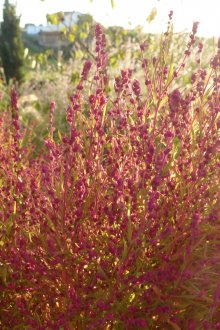 Kohiya six-flowered