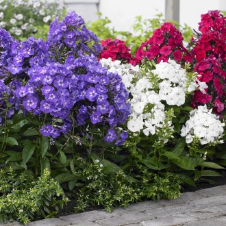 Yol boyunca phlox