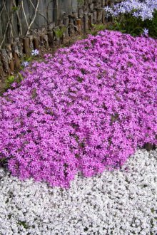 Phlox peyzaj tasarımında