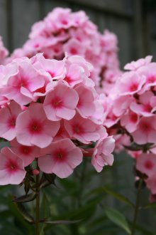 Panik phlox