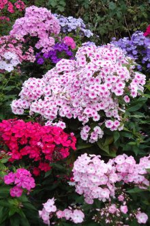 Çok yıllık phlox