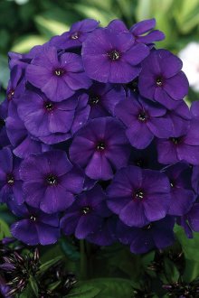Phlox Nicky