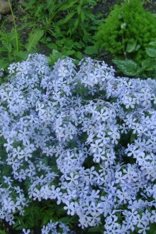 phlox rastopyrchatye