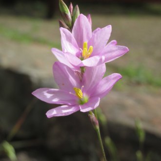 Çiçekli ixia
