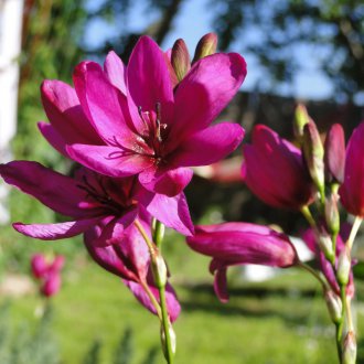 Mor Ixia