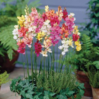 Tencerede Ixia