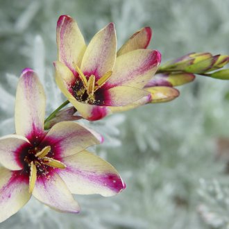 Ixia