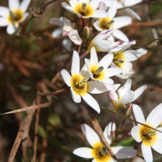 Ixia Monadelph