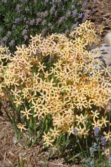 Ixia Paniculata Eos