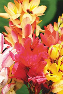 Ixia Sulama