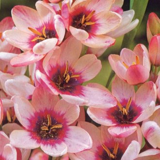 Pembe Ixia