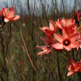 Ixia shadowfolia