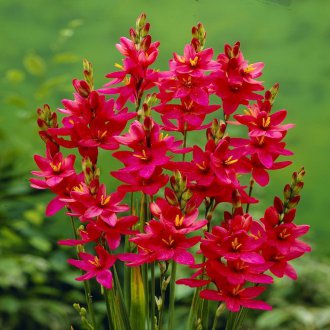 Ixia Venüs