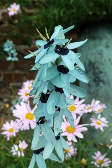 Ixia viridiflora
