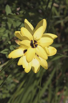 Sarı Ixia