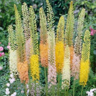 Hybrid Eremurus