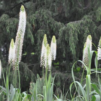 Himalayan Eremurus