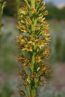 Eremurus Crimean