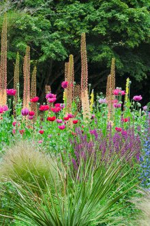 Eremurus in landscape design