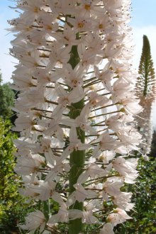 Eremurus powerful