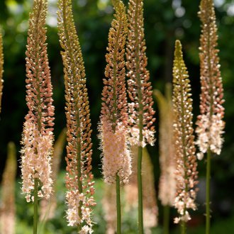 Feeding Eremurus
