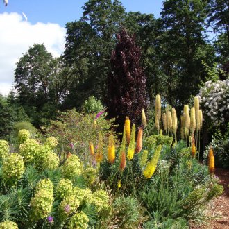 Watering Eremurus