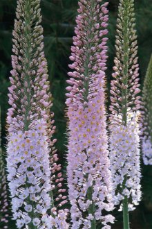 Eremurus robustus