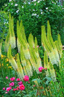 Eremurus in the garden