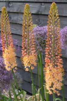 Eremurus Care