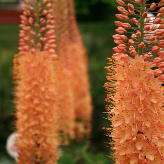 Eremurus narrow-leaved