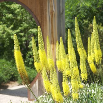 Growing Eremurus