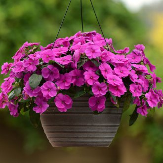 Bahçe balsam tencere