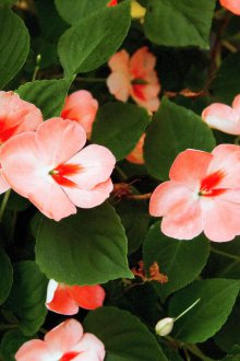 Balsam dikimi